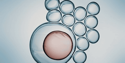 Close-up illustration of a single large cell with a pink nucleus surrounded by smaller transparent cells on a light blue background.