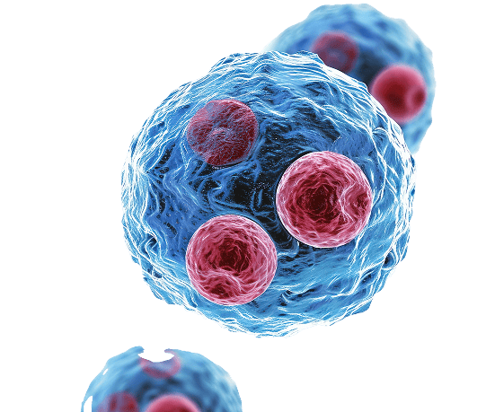 Three blue spherical cells with textured surfaces, each containing multiple prominent red nuclei or organelles, against a transparent background. Three blue spherical cells with textured surfaces, each containing multiple prominent red nuclei or organelles, against a transparent background.