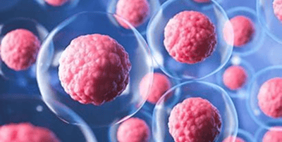 Illustration of multiple pink, spherical cells with visible membranes floating in a blue environment, representing a microscopic biological or cellular scene.